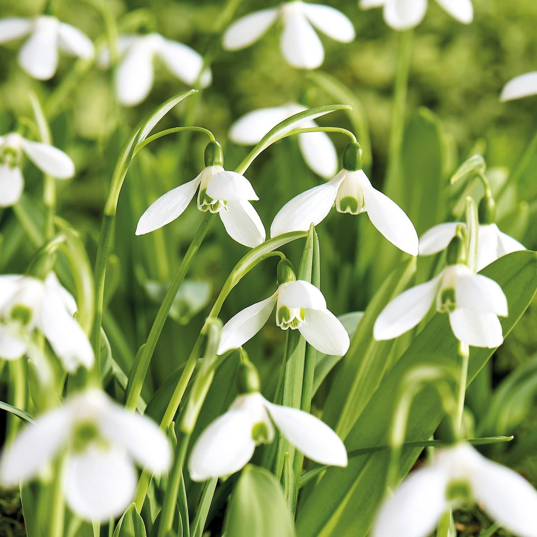 Perce neige, Galanthus 'Mount Everest'