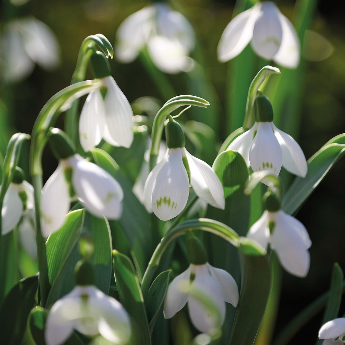Perce neige, Galanthus 'Snow Fox'