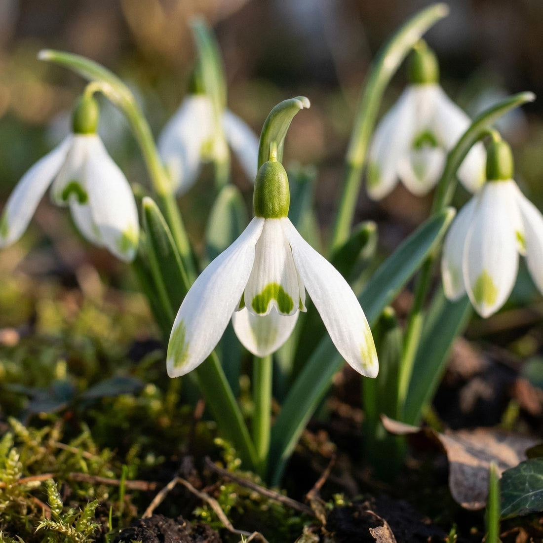 Perce neige, Galanthus 'Viridapice'