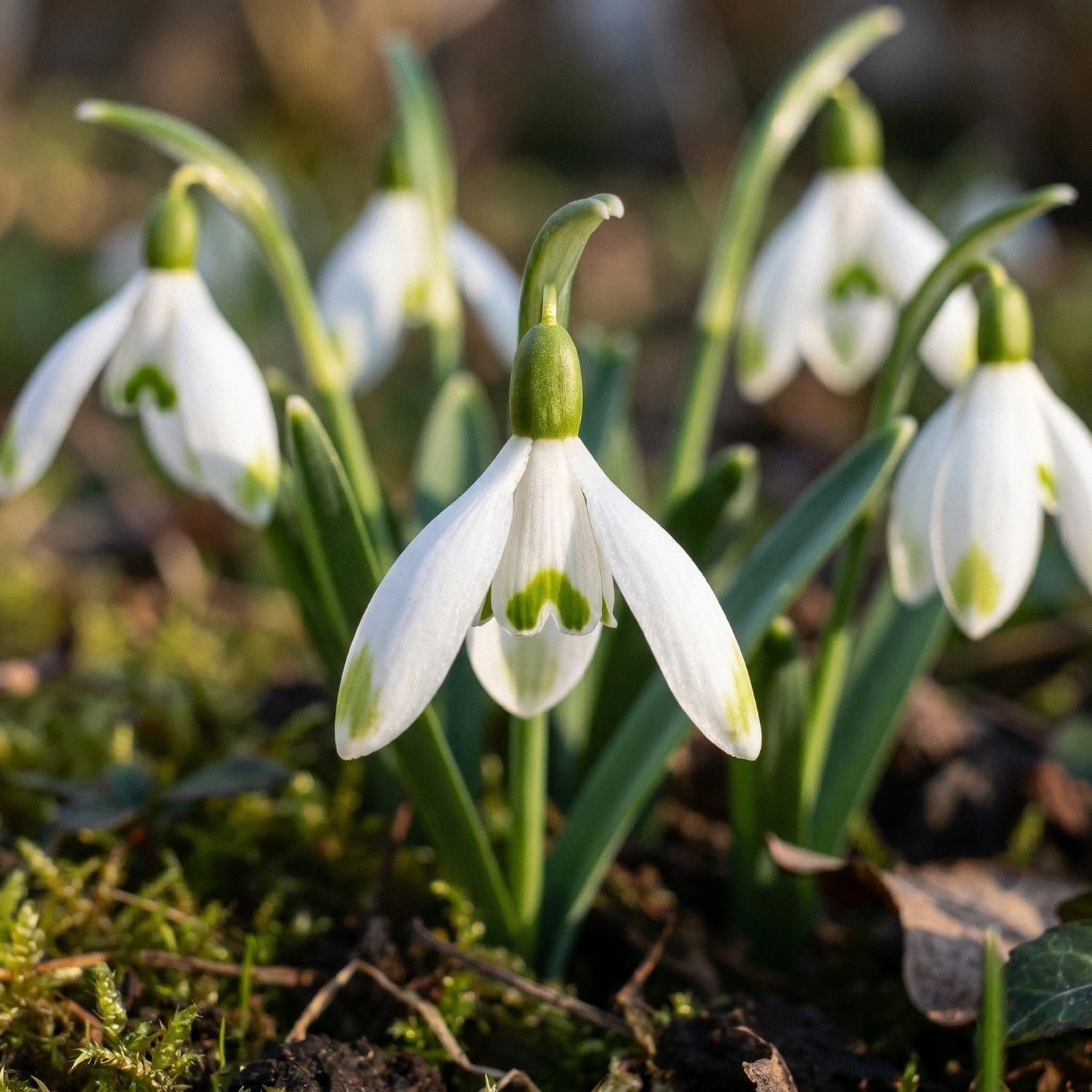 Perce neige, Galanthus 'Viridapice'