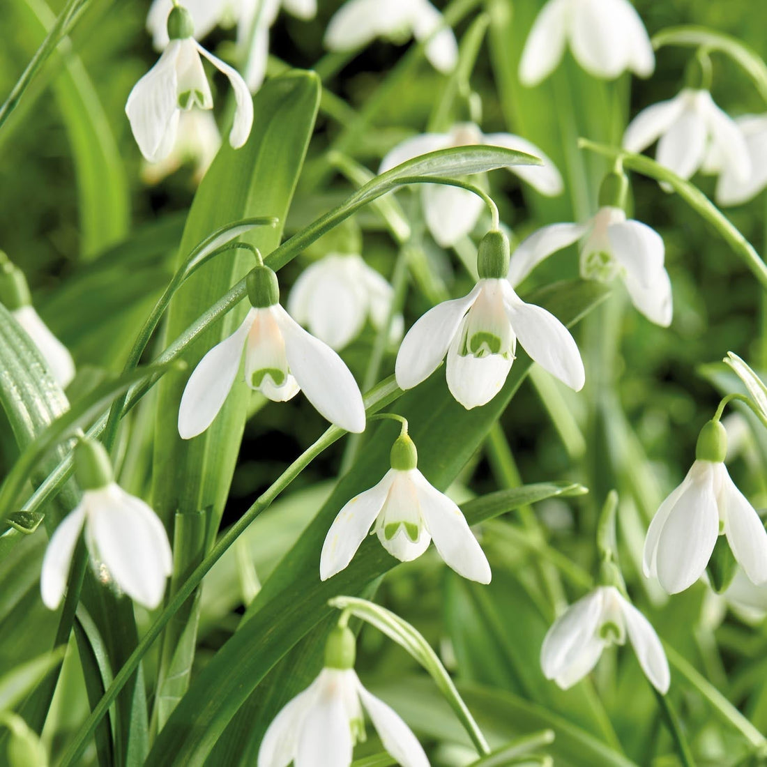 Perce neige, Galanthus 'Woronowii'