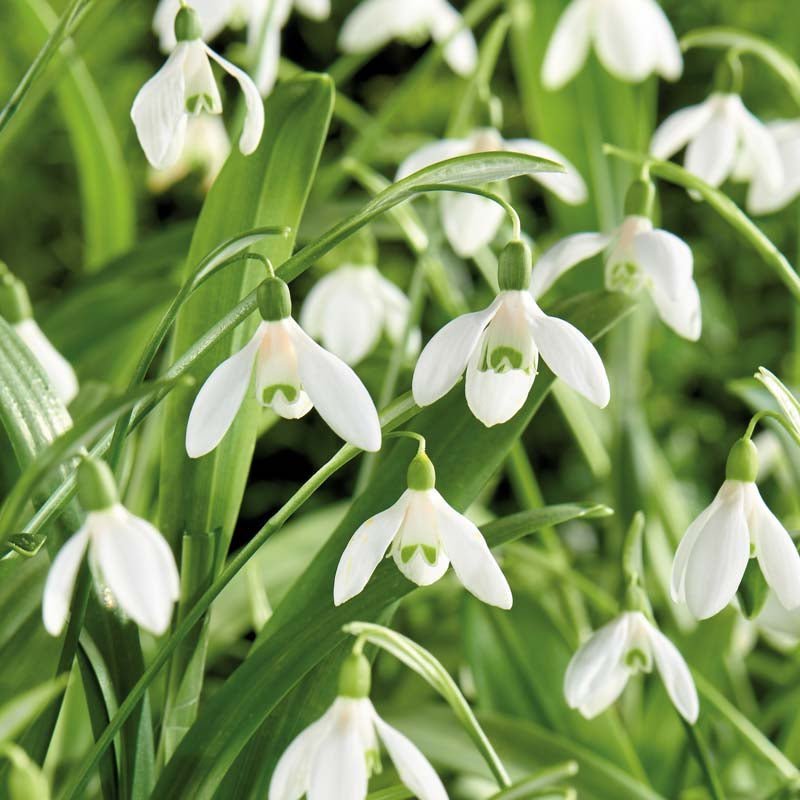 Perce - neige 'Woronowii'