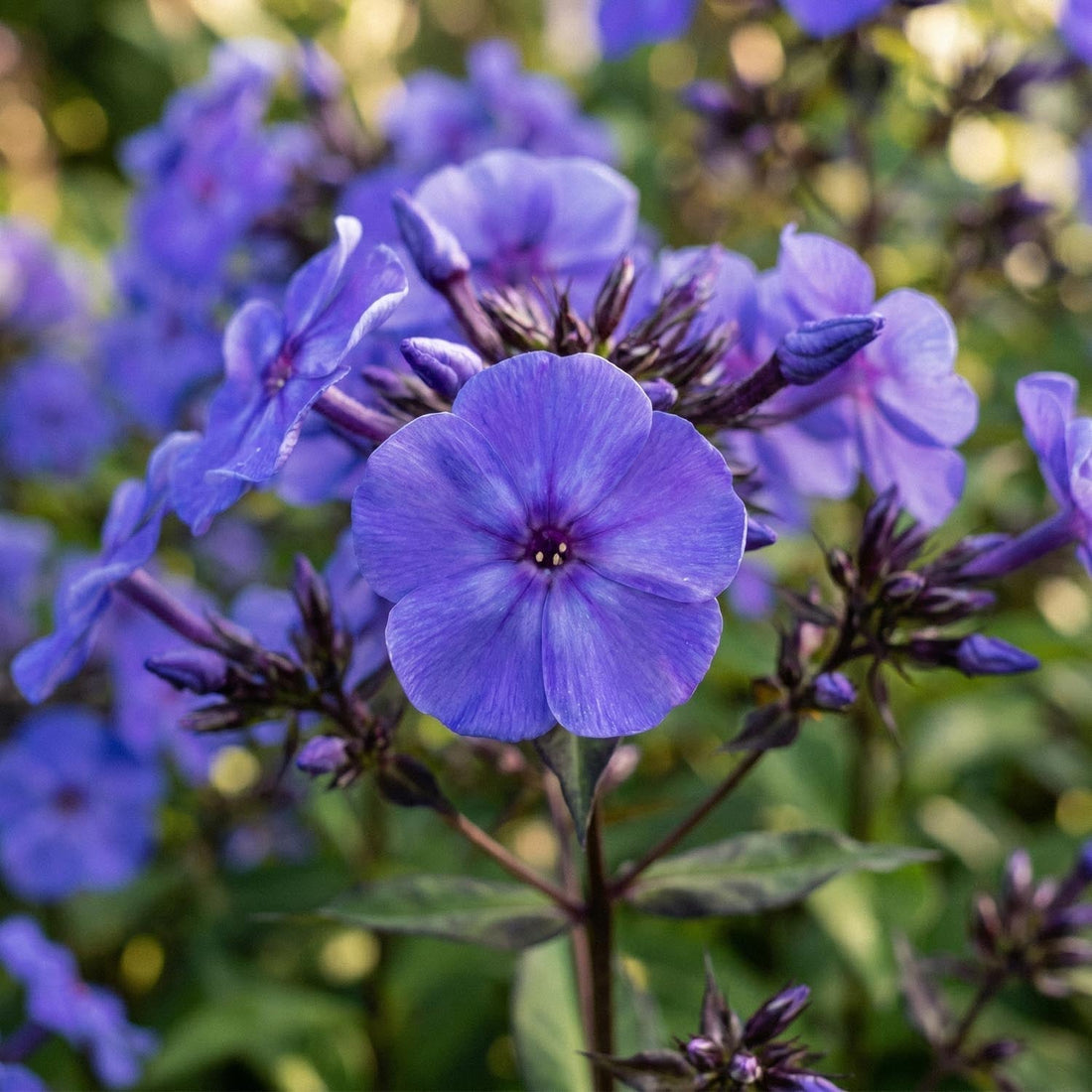 Phlox 'Blue Paradise'