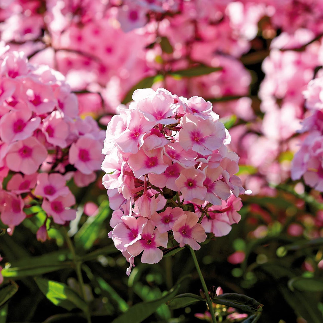 Phlox 'Bright Eyes'