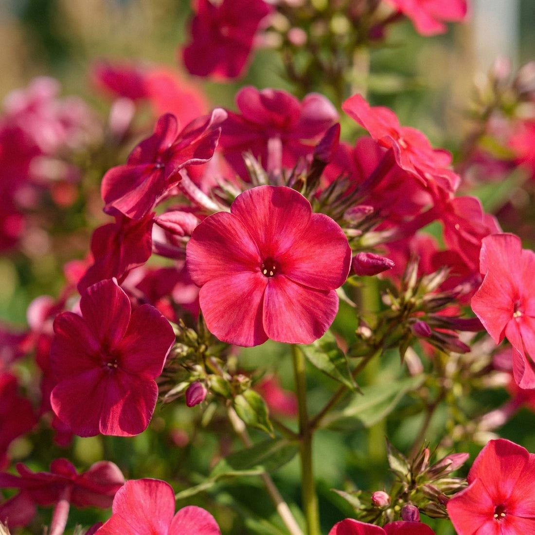Phlox 'Starfire'