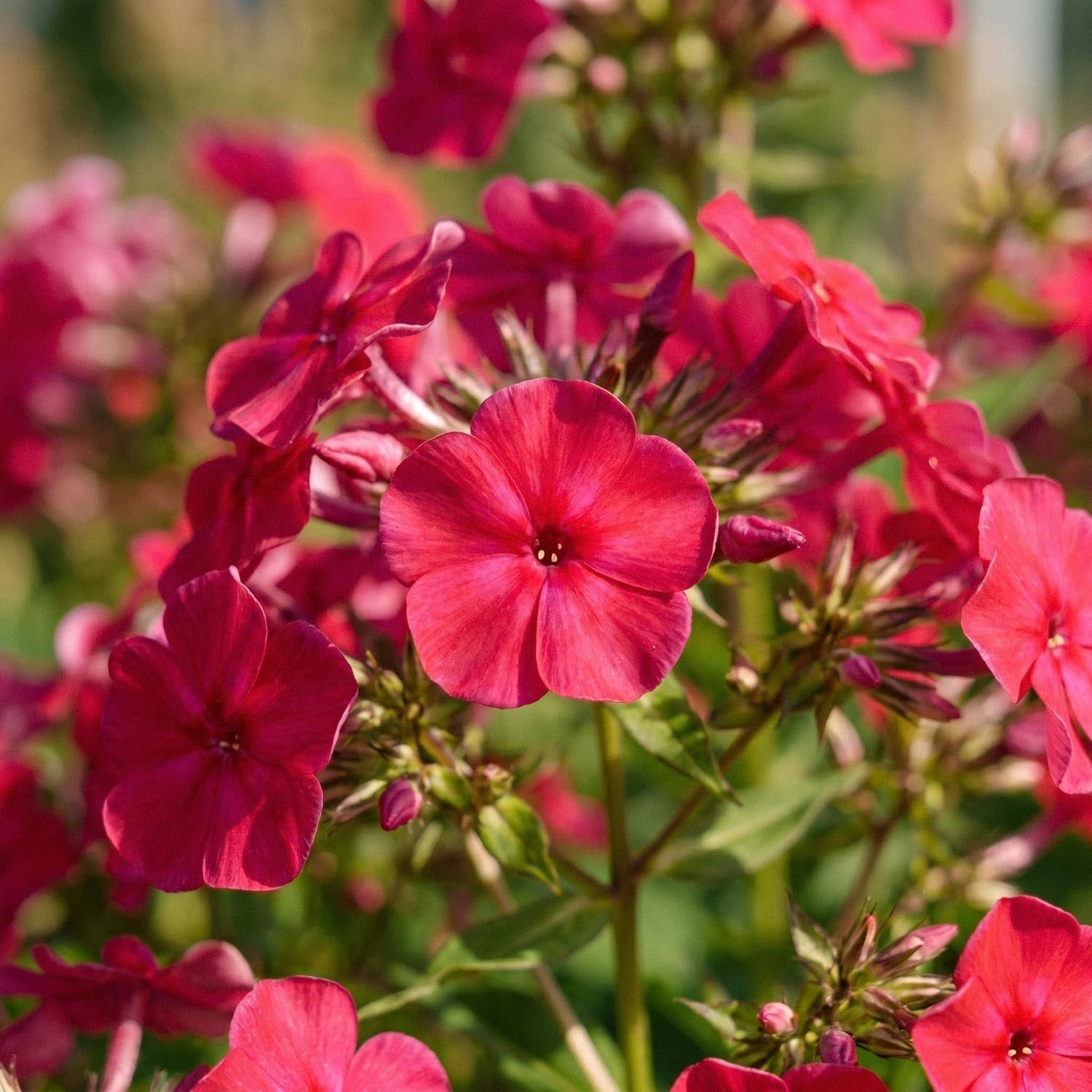 Phlox 'Starfire'