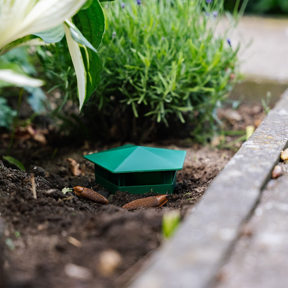 Piège à limaces, lot de 2