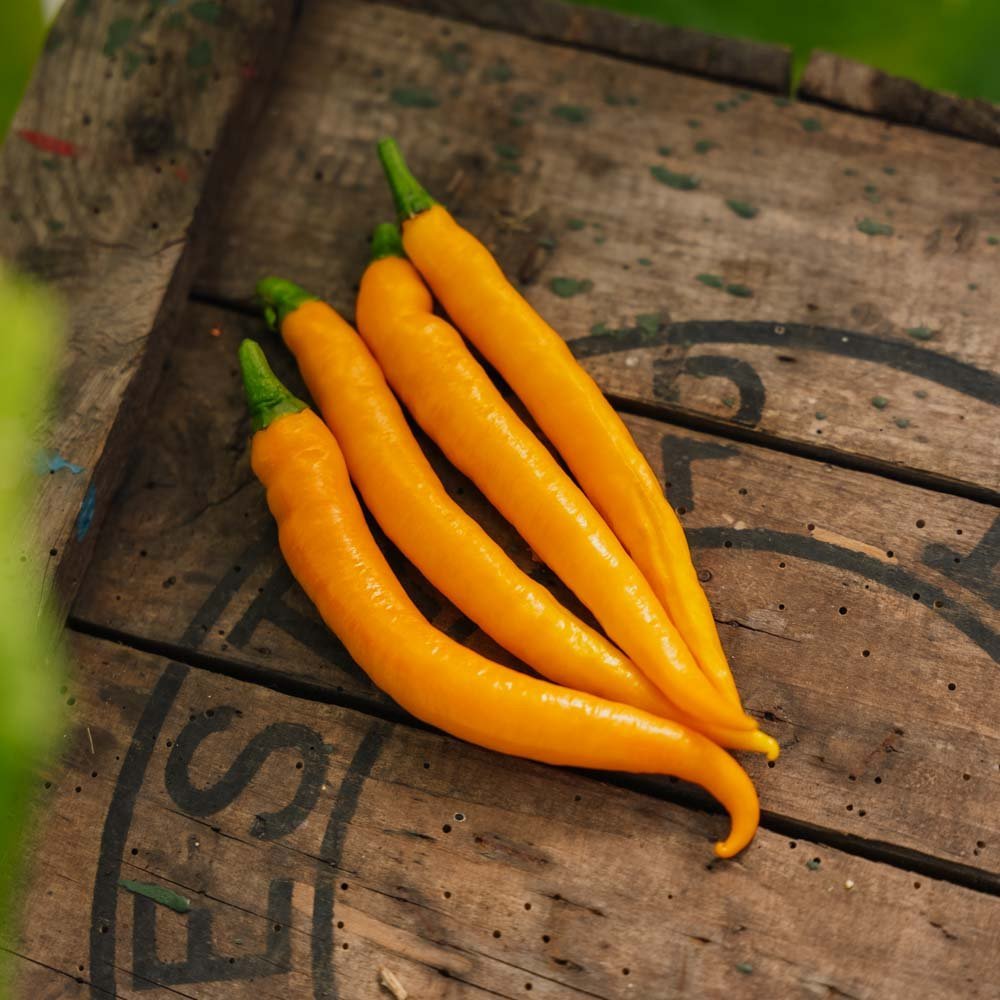 Piment fort 'Koh Tao' - 5 graines biologiques