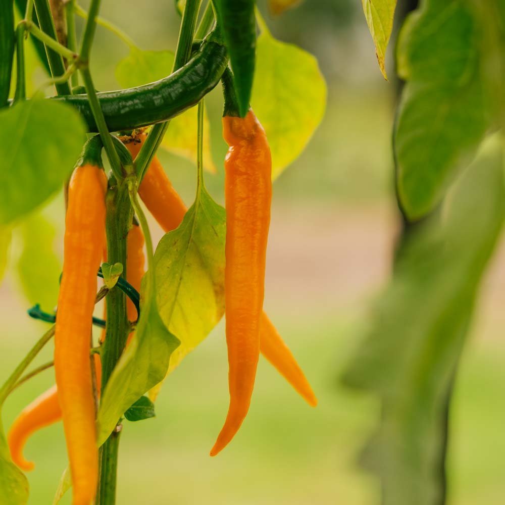 Piment fort 'Koh Tao' - 5 graines biologiques