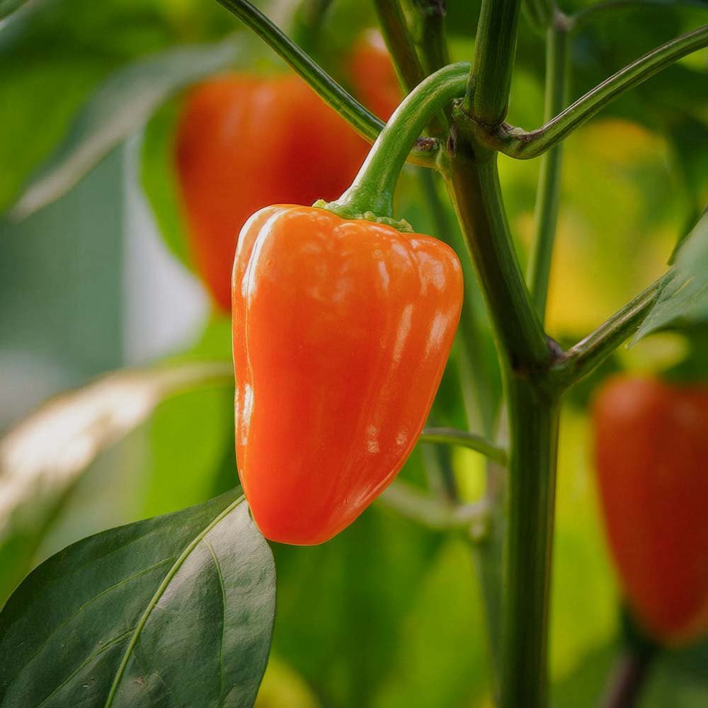 Piment snack 'Flynn' - 5 graines biologiques