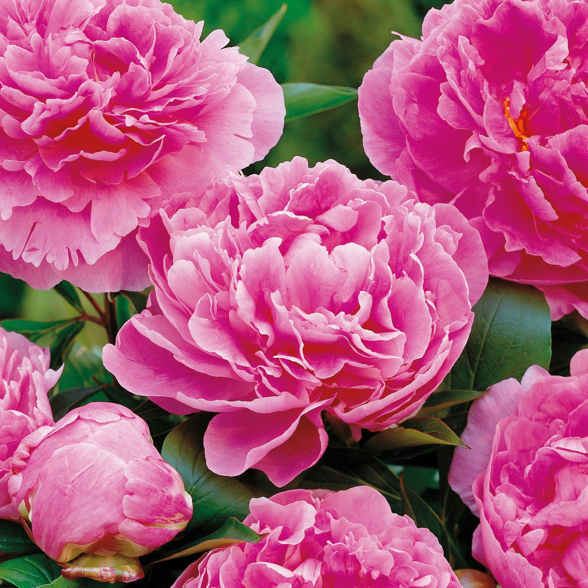 Pivoine 'Alexander Fleming'