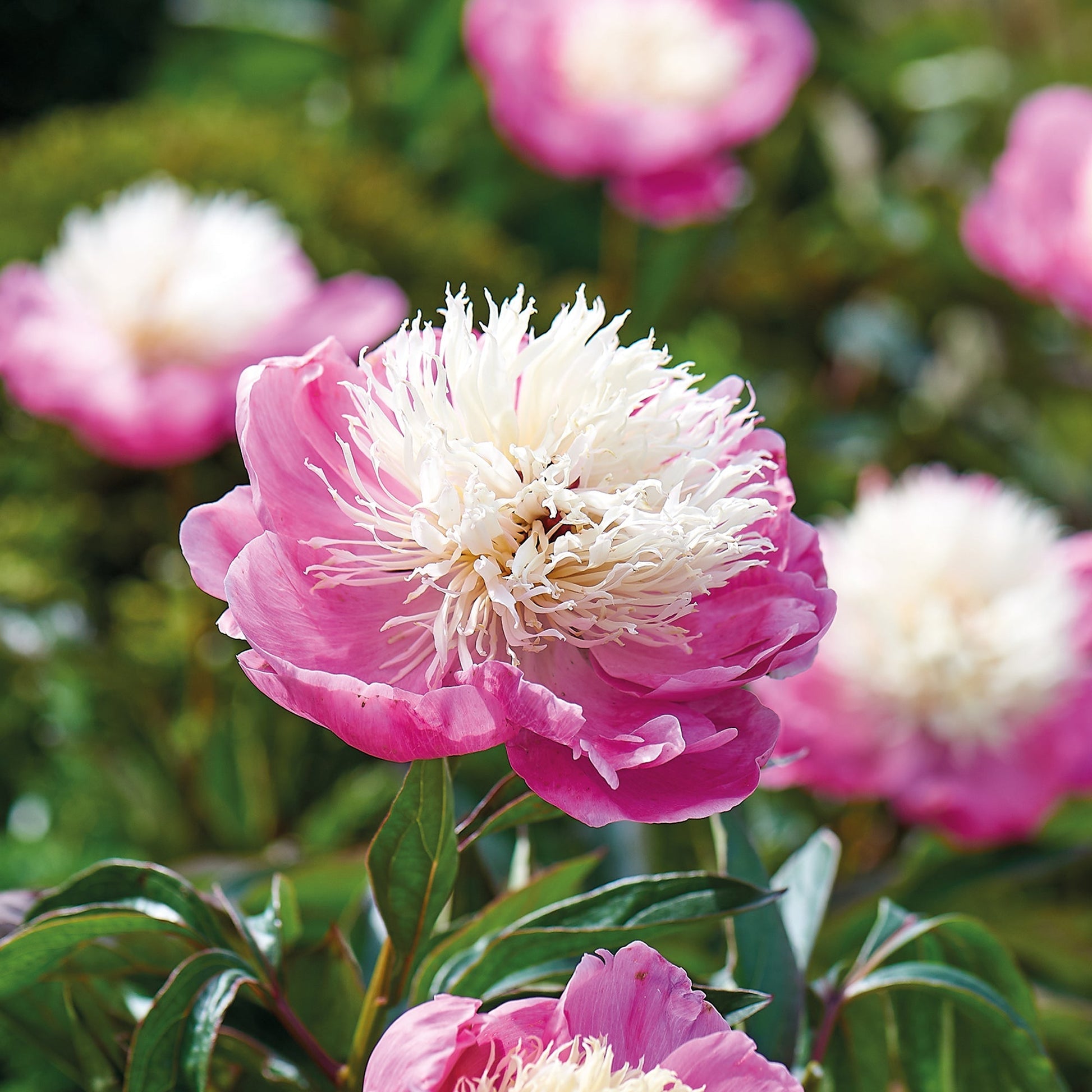 Pivoine 'Bowl of Beauty'