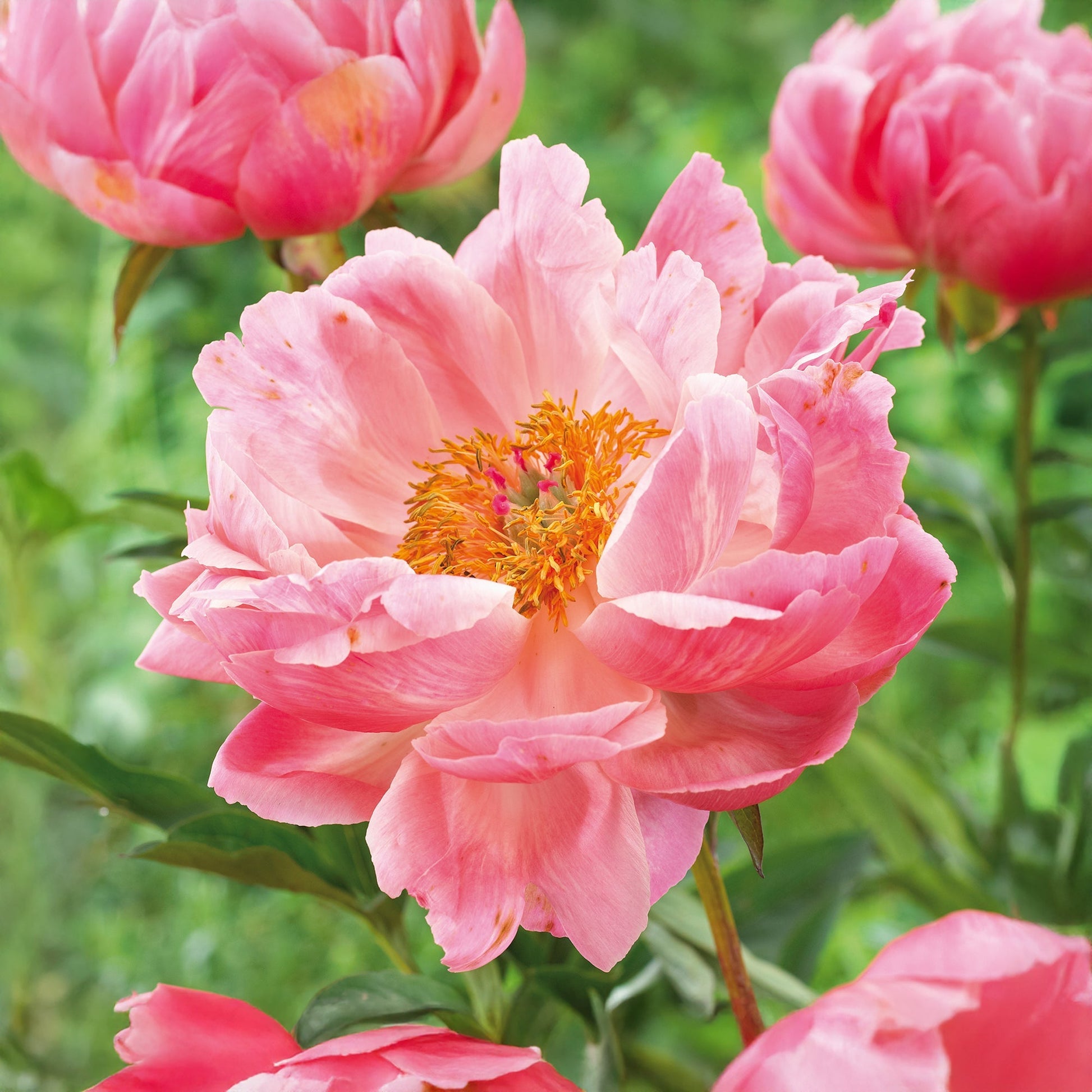 Pivoine 'Coral Charm'