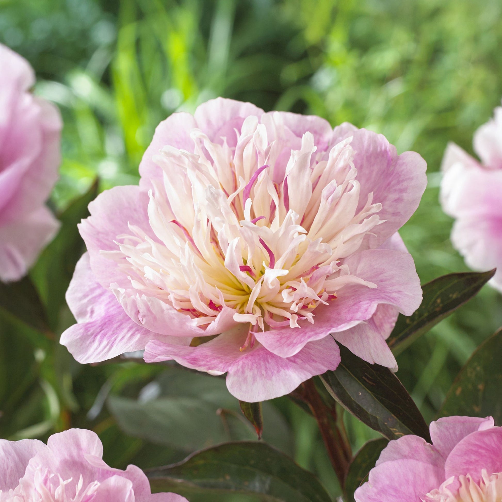 Pivoine 'Do Tell'