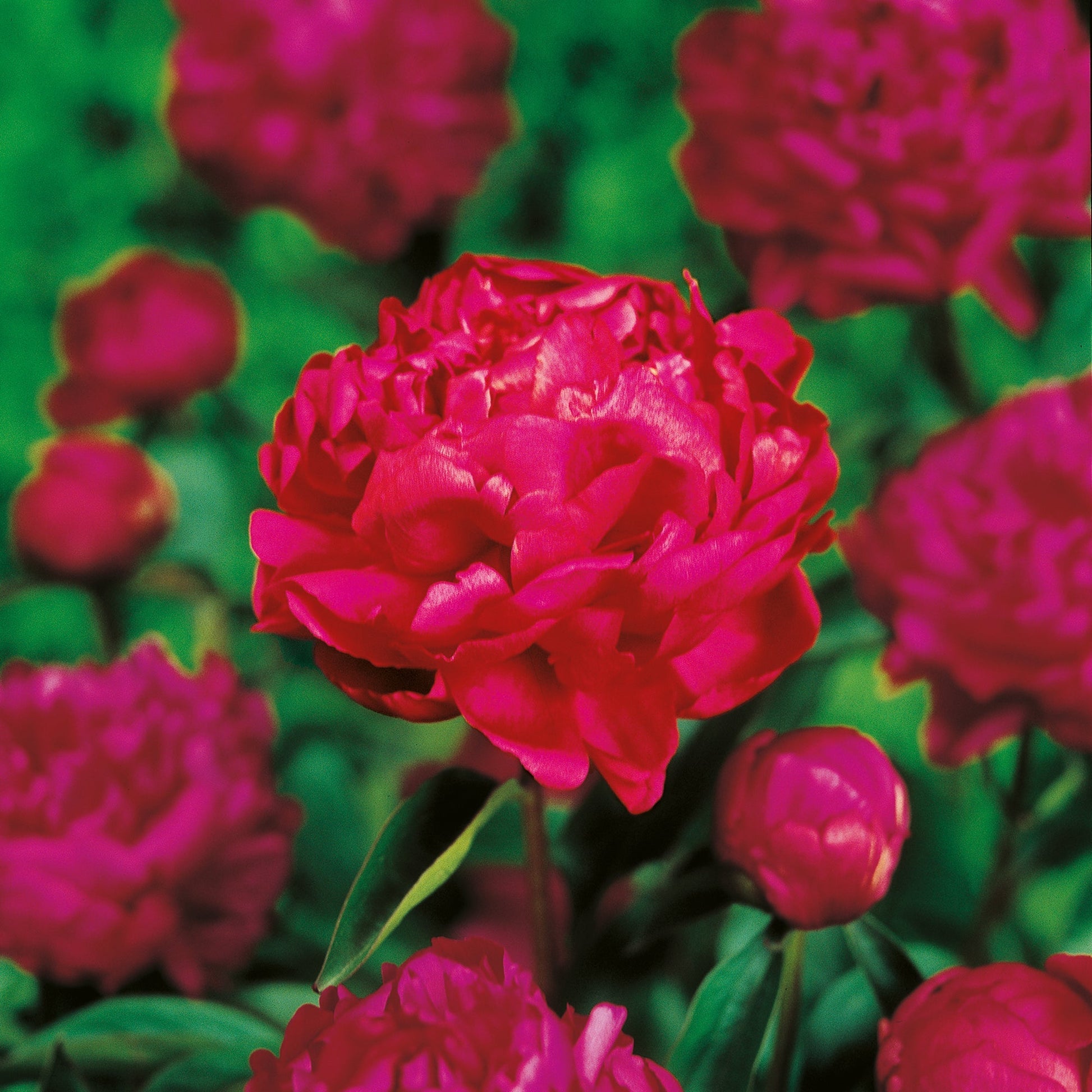 Pivoine 'Felix Crousse'