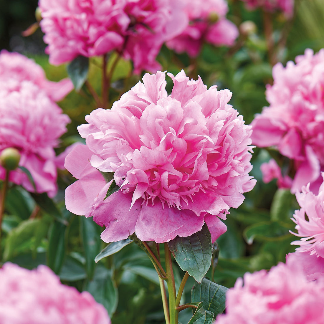 Pivoine 'Monsieur Jules Elié'