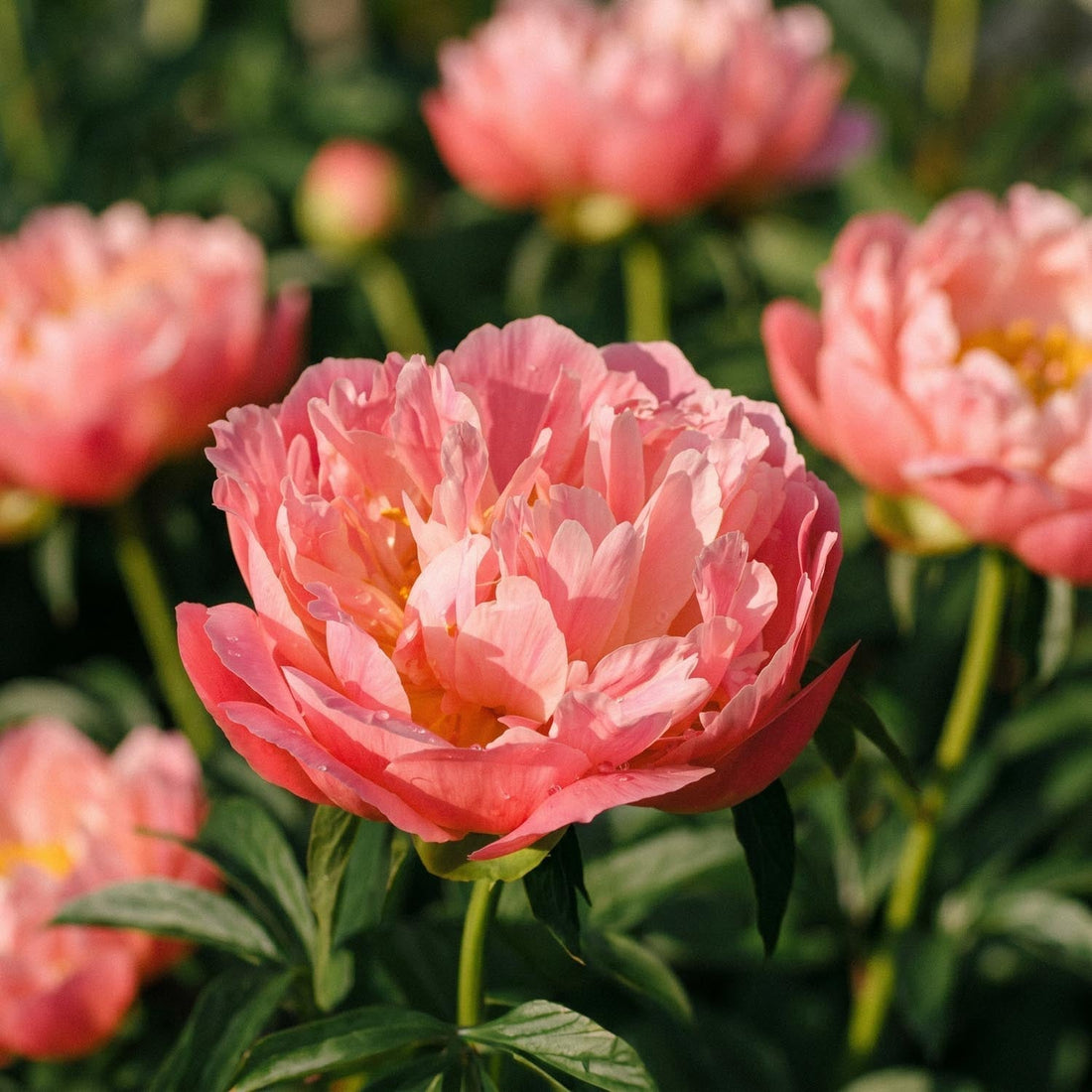 Pivoine, Paeonia 'Coral Charm'
