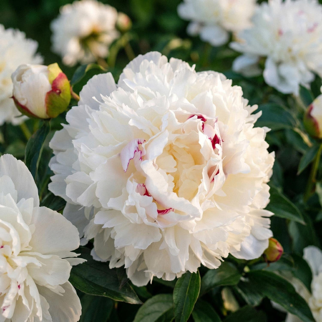 Pivoine, Paeonia 'Festiva Maxima'