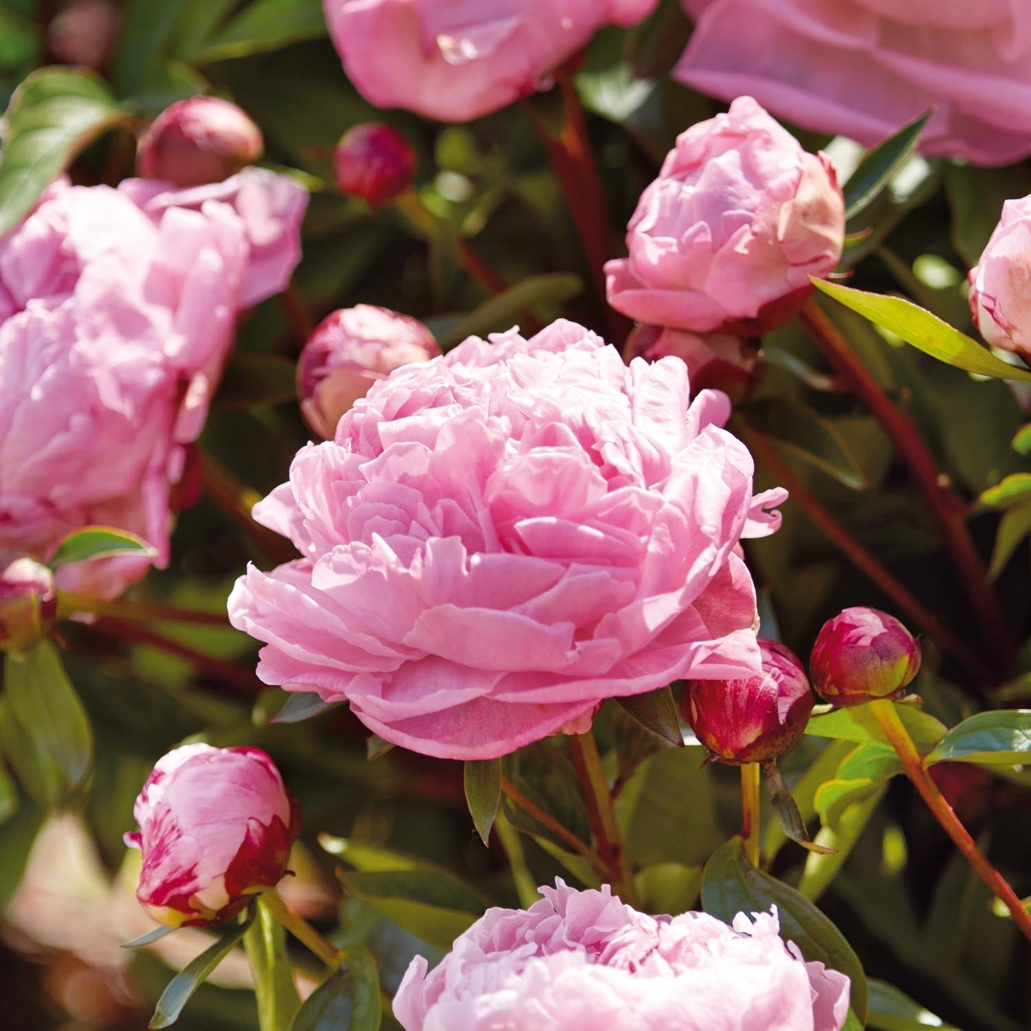 Pivoine, Paeonia 'Sarah Bernhardt'