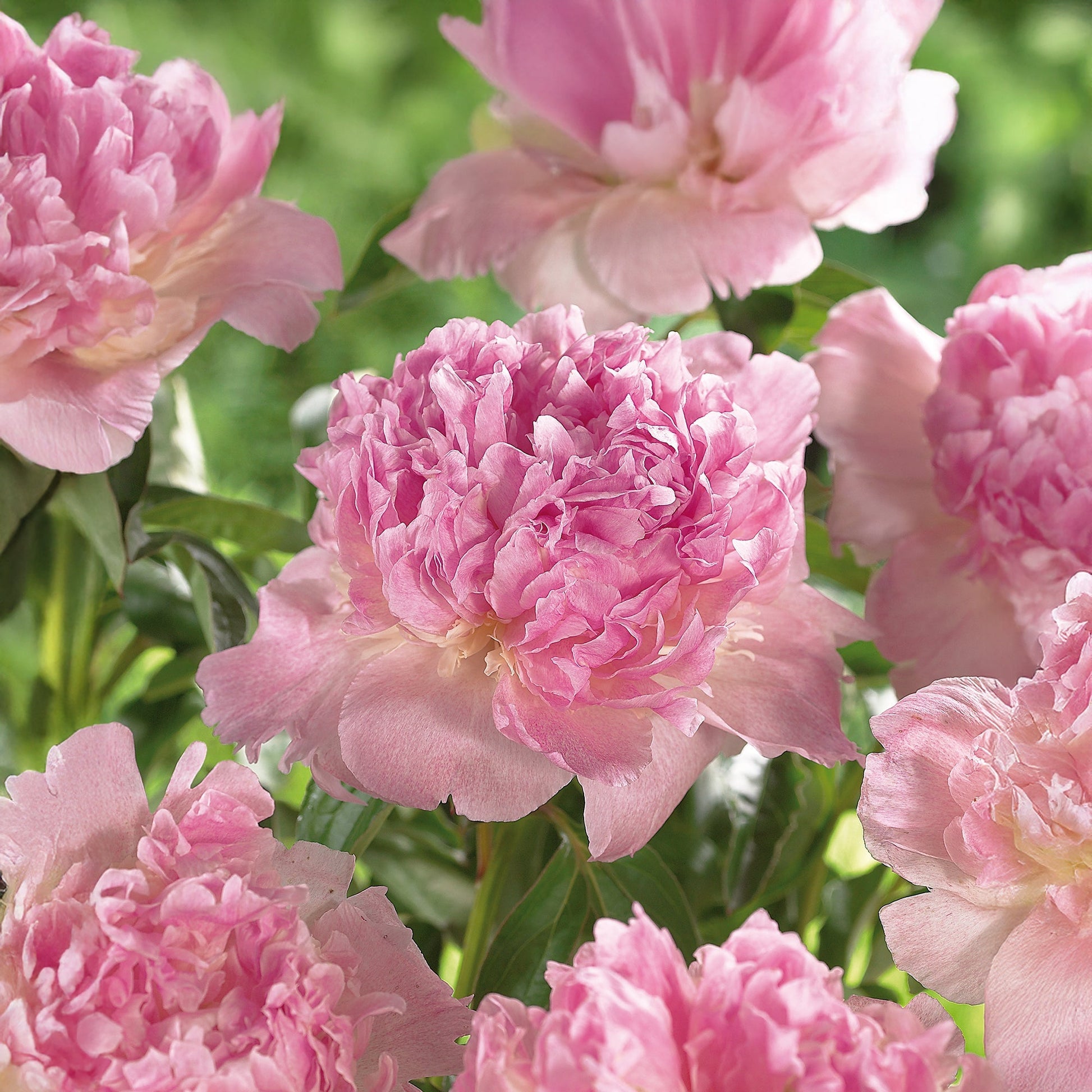 Pivoine 'Raspberry Sunday'