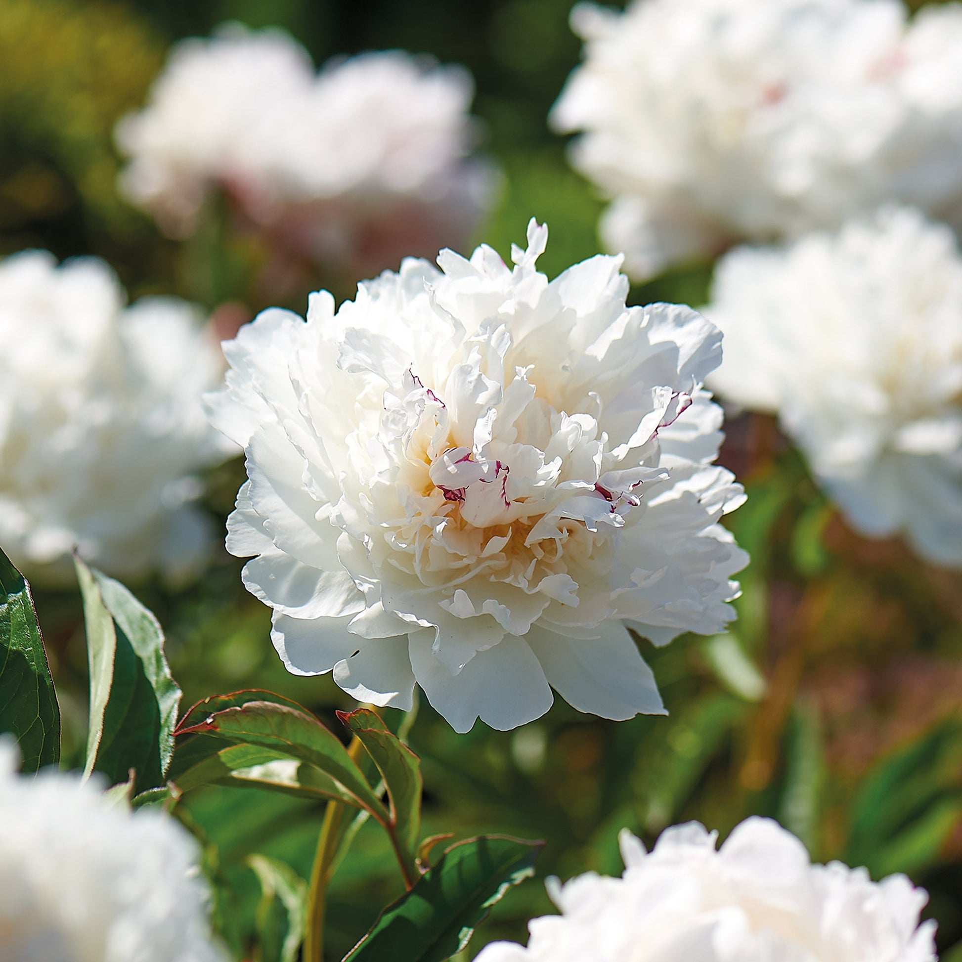 Pivoine 'Shirley Temple'