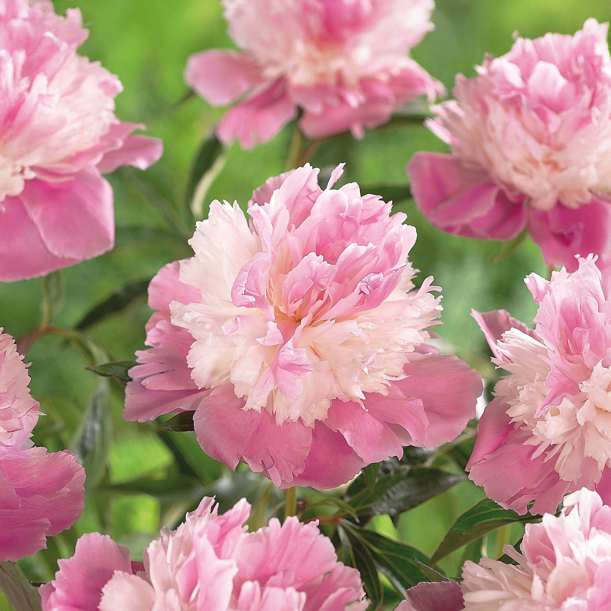 Pivoine 'Sorbet'