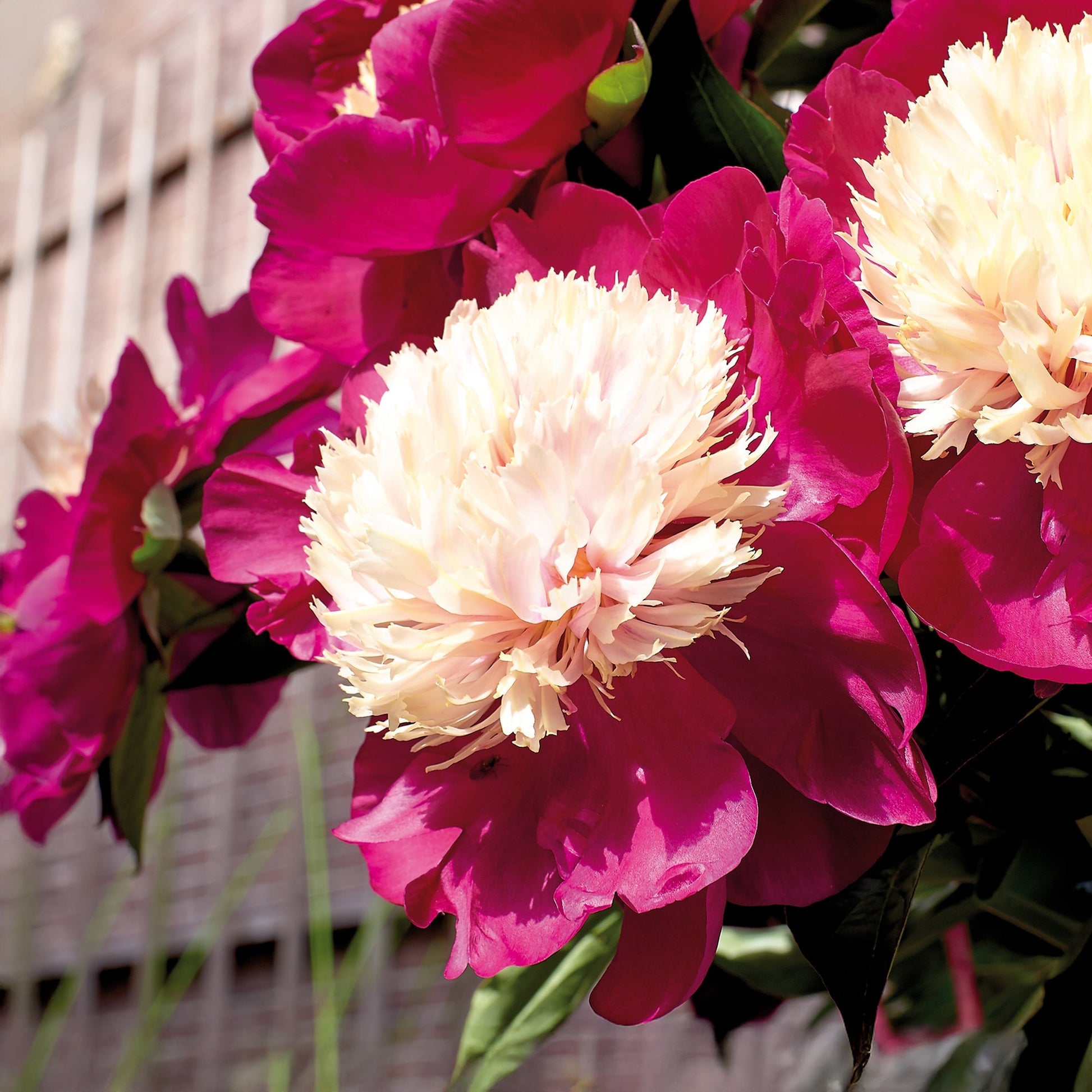 Pivoine 'White Cap'