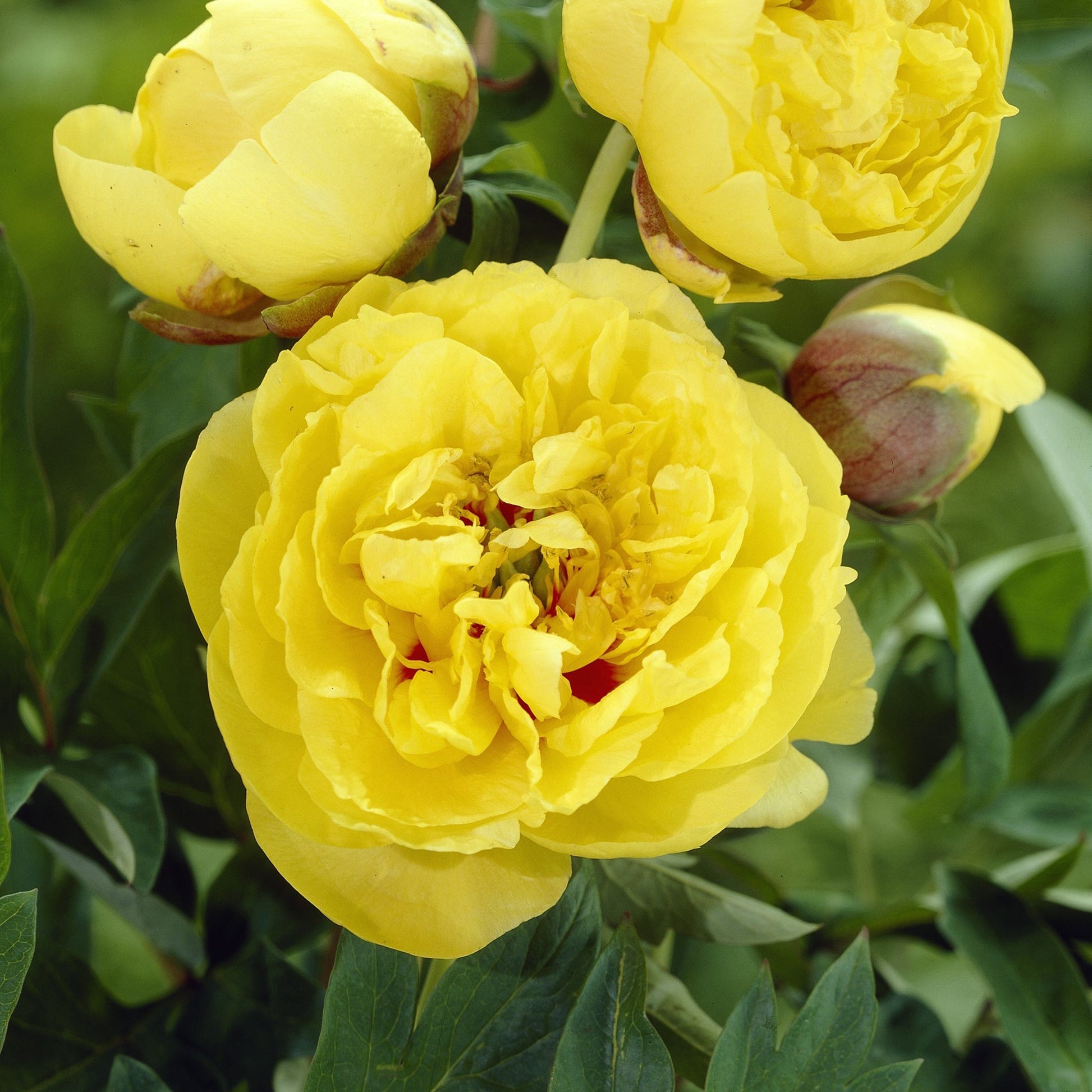 Pivoine 'Yellow Crown'