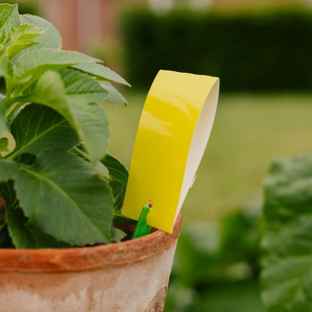 Plaques pièges InsectFree, 7 pièces