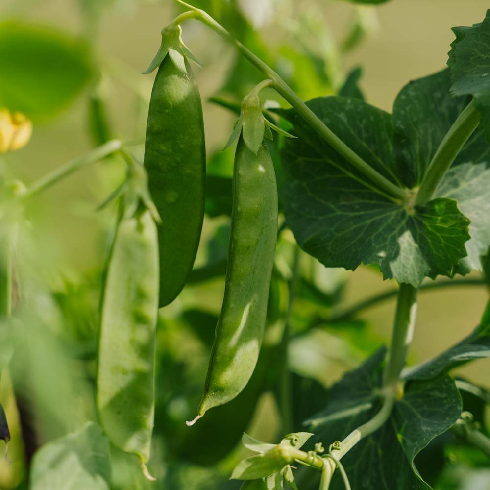 Pois mange - tout 'Sweet Horizon' - 20 graines biologiques