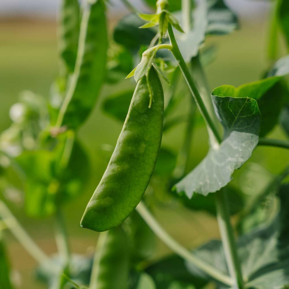 Pois mange - tout 'Sweet Horizon' - 20 graines biologiques