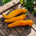 Poivron doux jaune 'Zazu' - 5 graines biologiques
