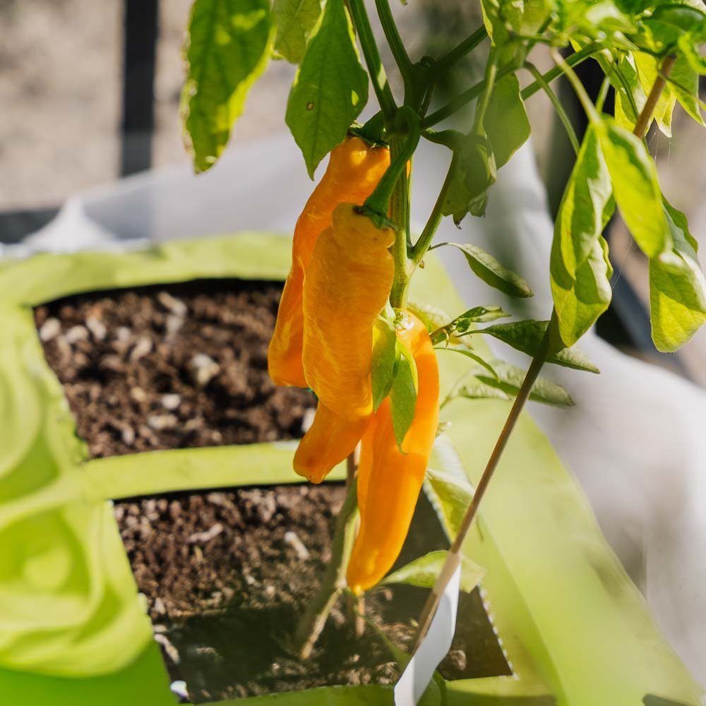 Poivron doux jaune 'Zazu' - 5 graines biologiques