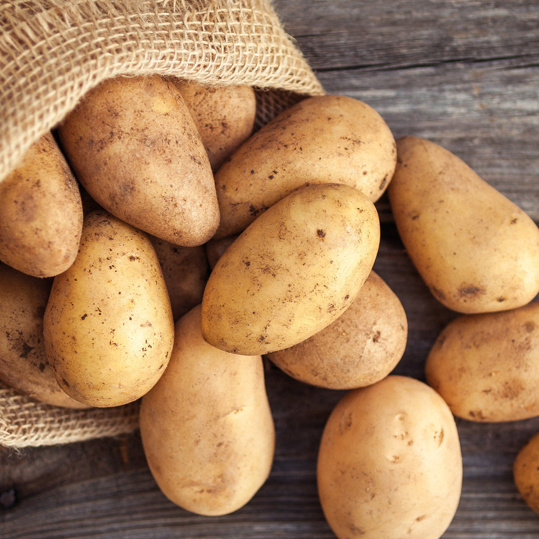 Pomme de terre de semence 'Annabelle'