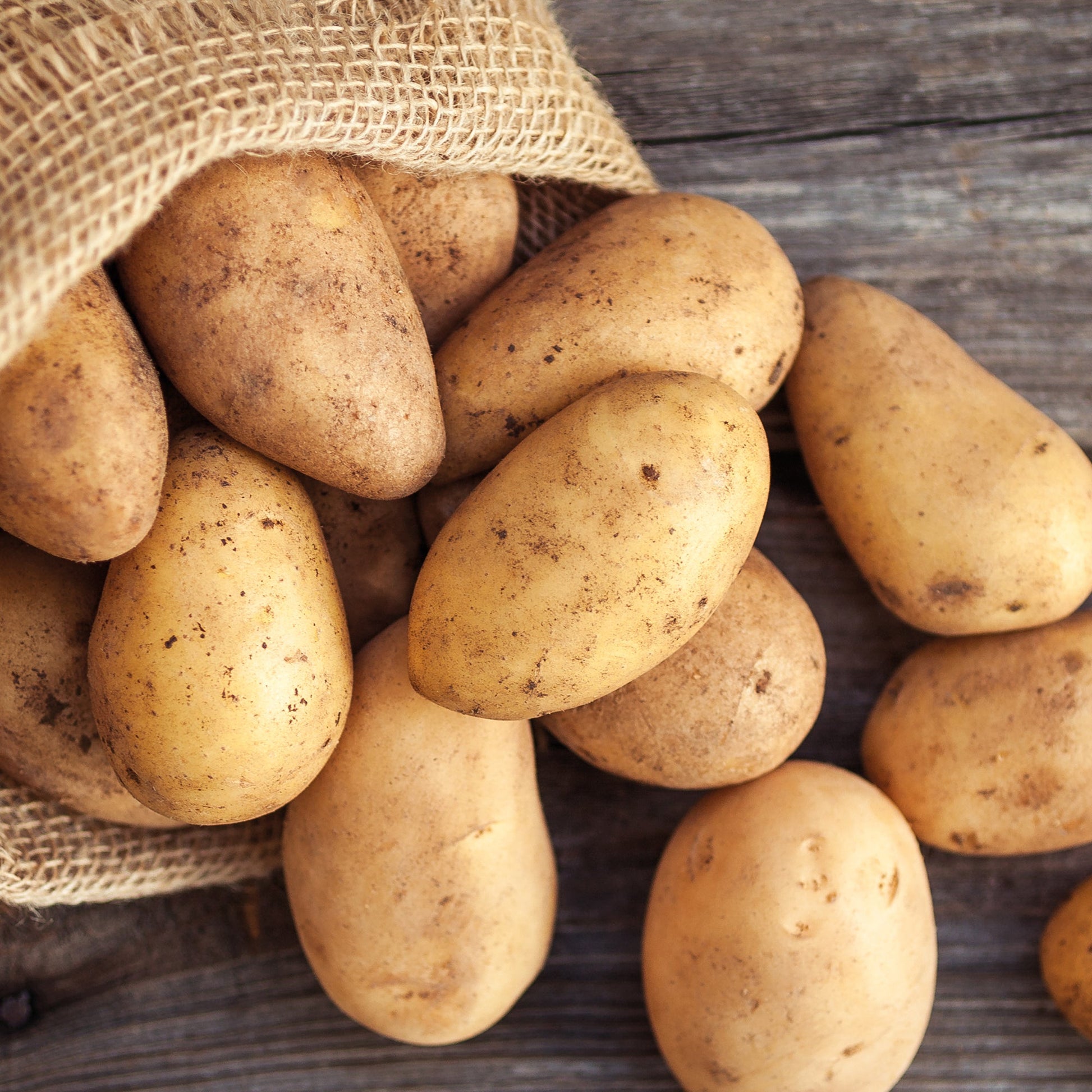 Pomme de terre de semence 'Annabelle'