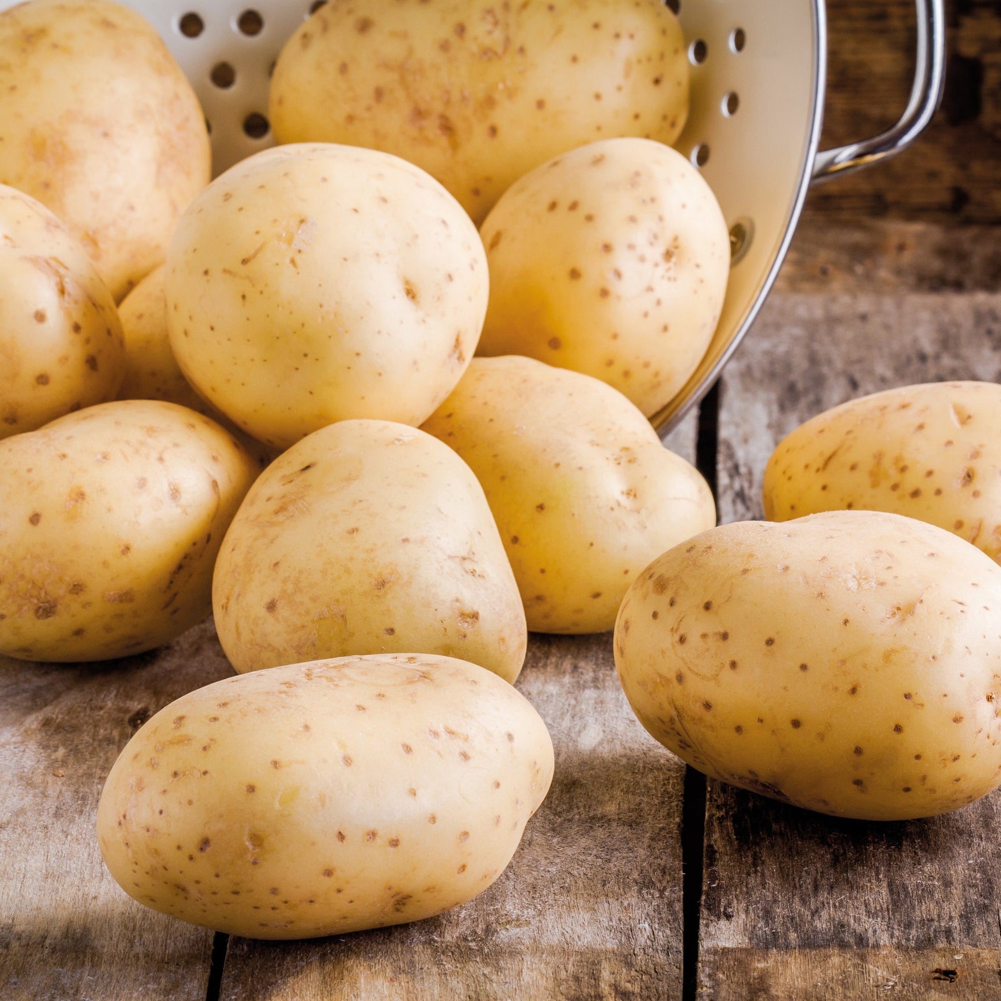 Pomme de terre de semence 'Frieslander'