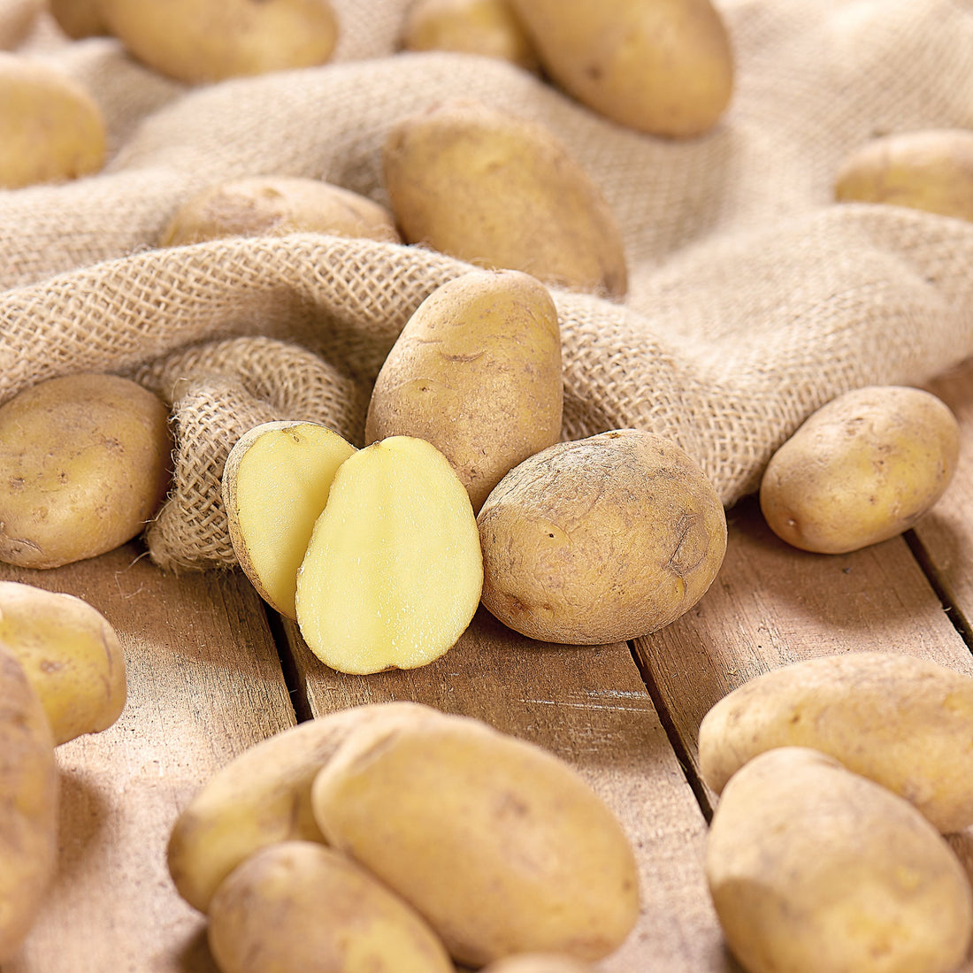 Pomme de terre de semence 'Nicola'