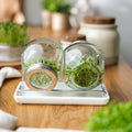 Pots à germer avec bac récupérateur