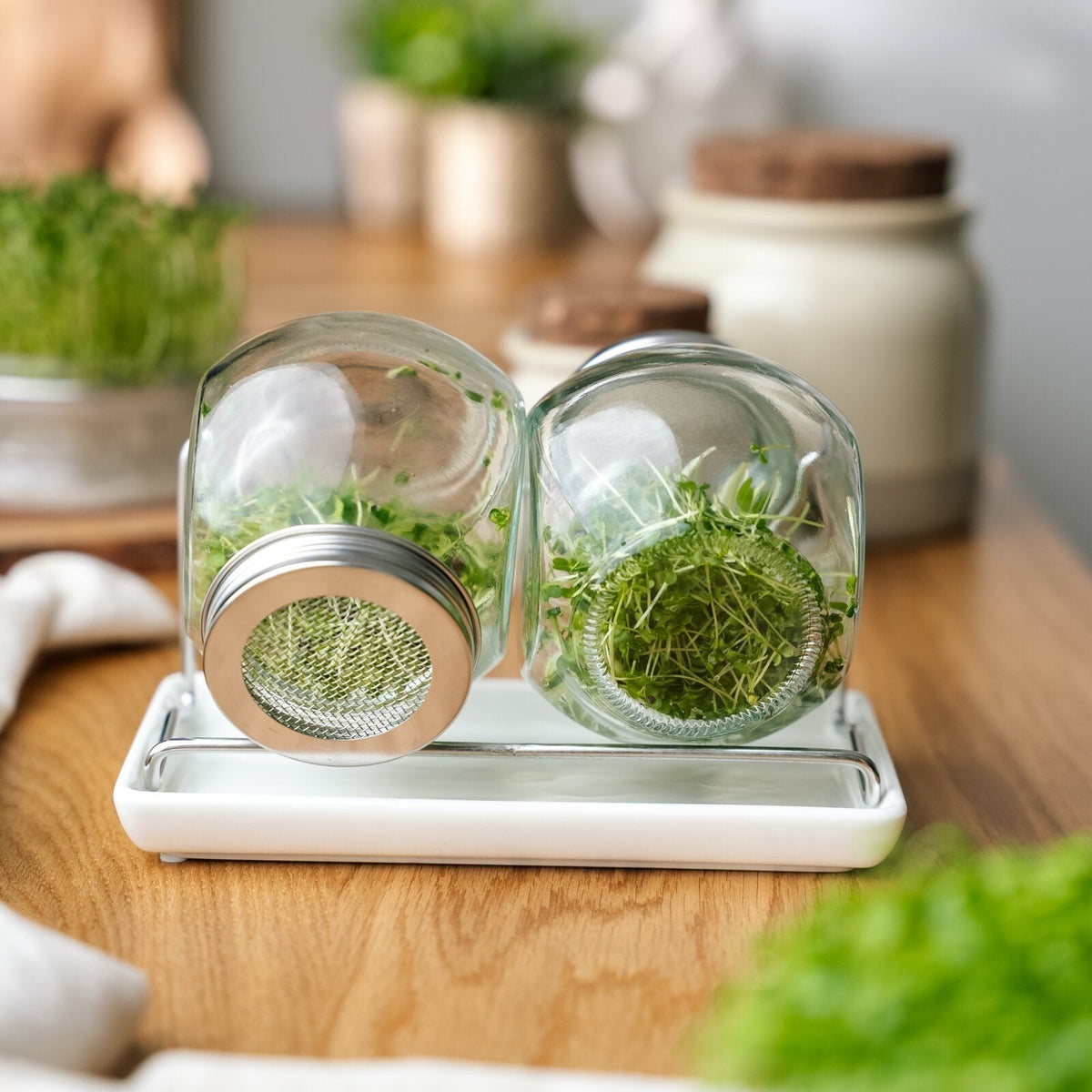 Pots à germer avec bac récupérateur