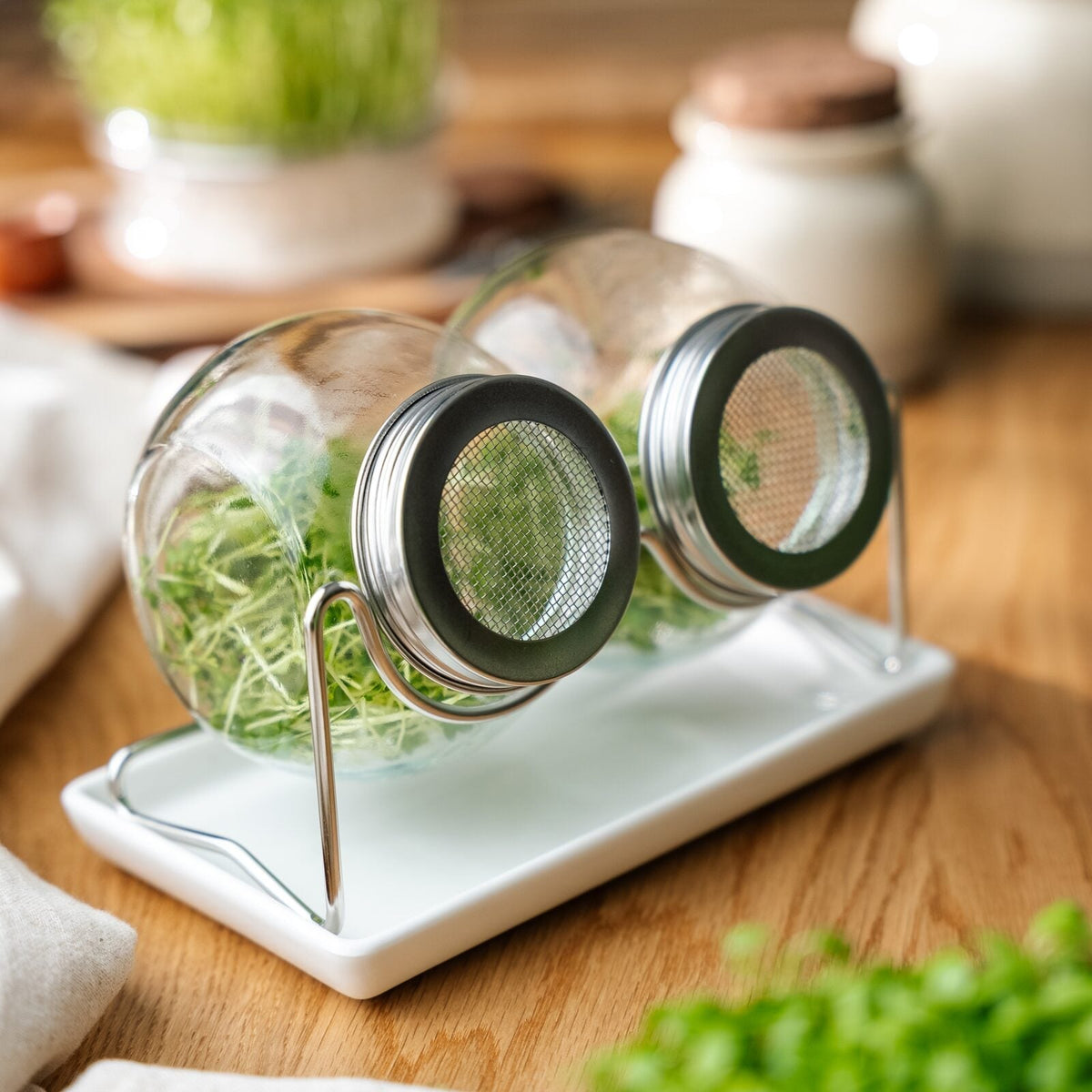 Pots à germer avec bac récupérateur
