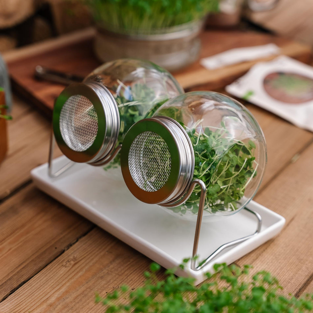 Pots à germer avec bac récupérateur