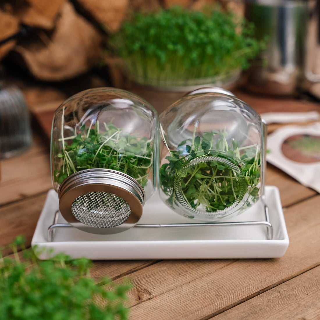 Pots à germer avec bac récupérateur