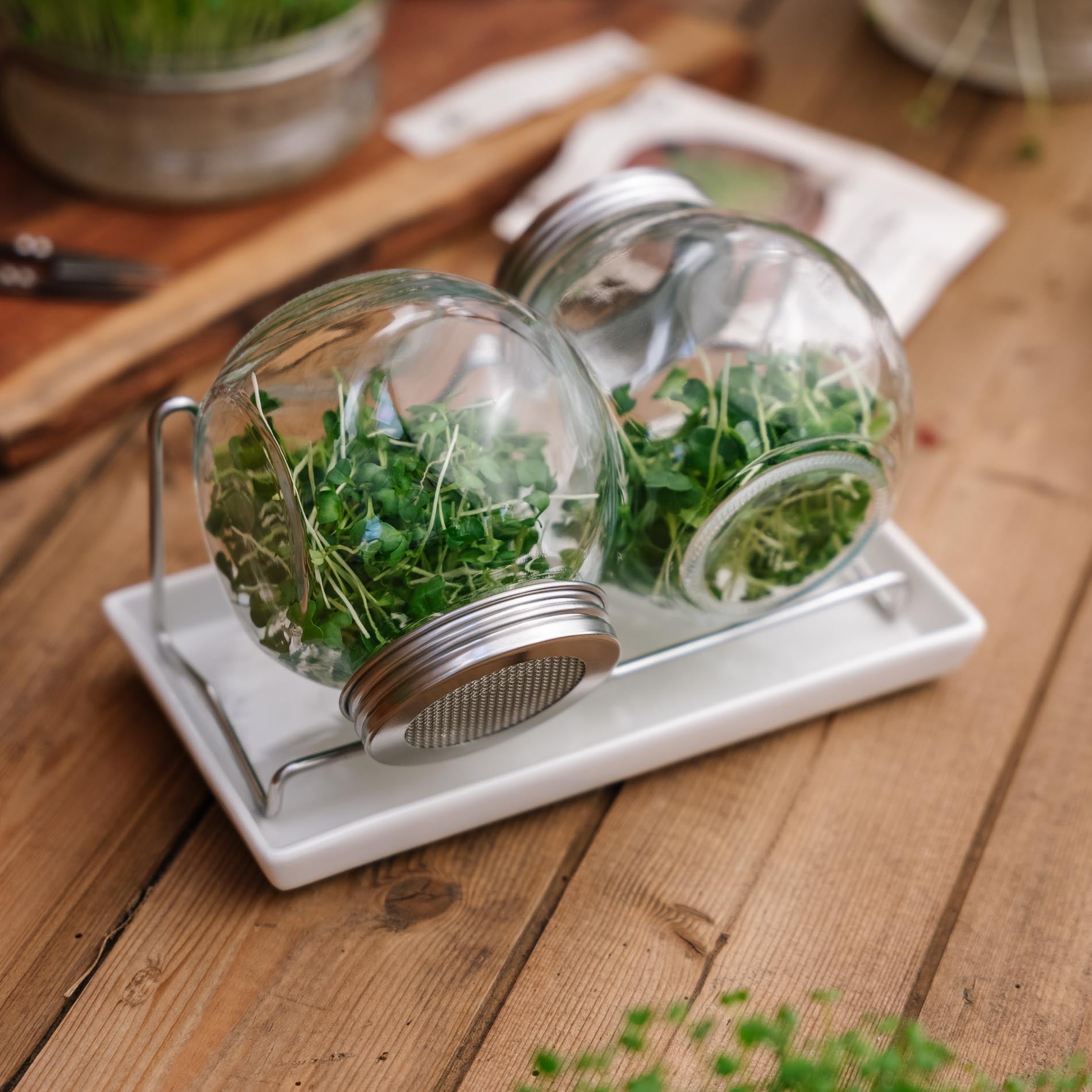 Pots à germer avec bac récupérateur