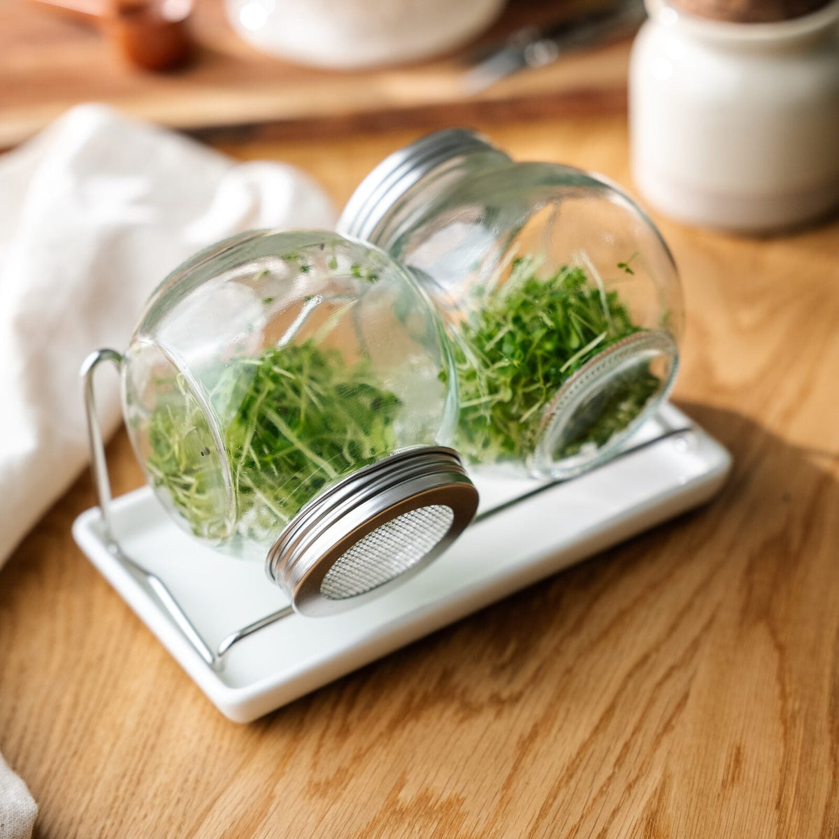 Pots à germer avec bac récupérateur