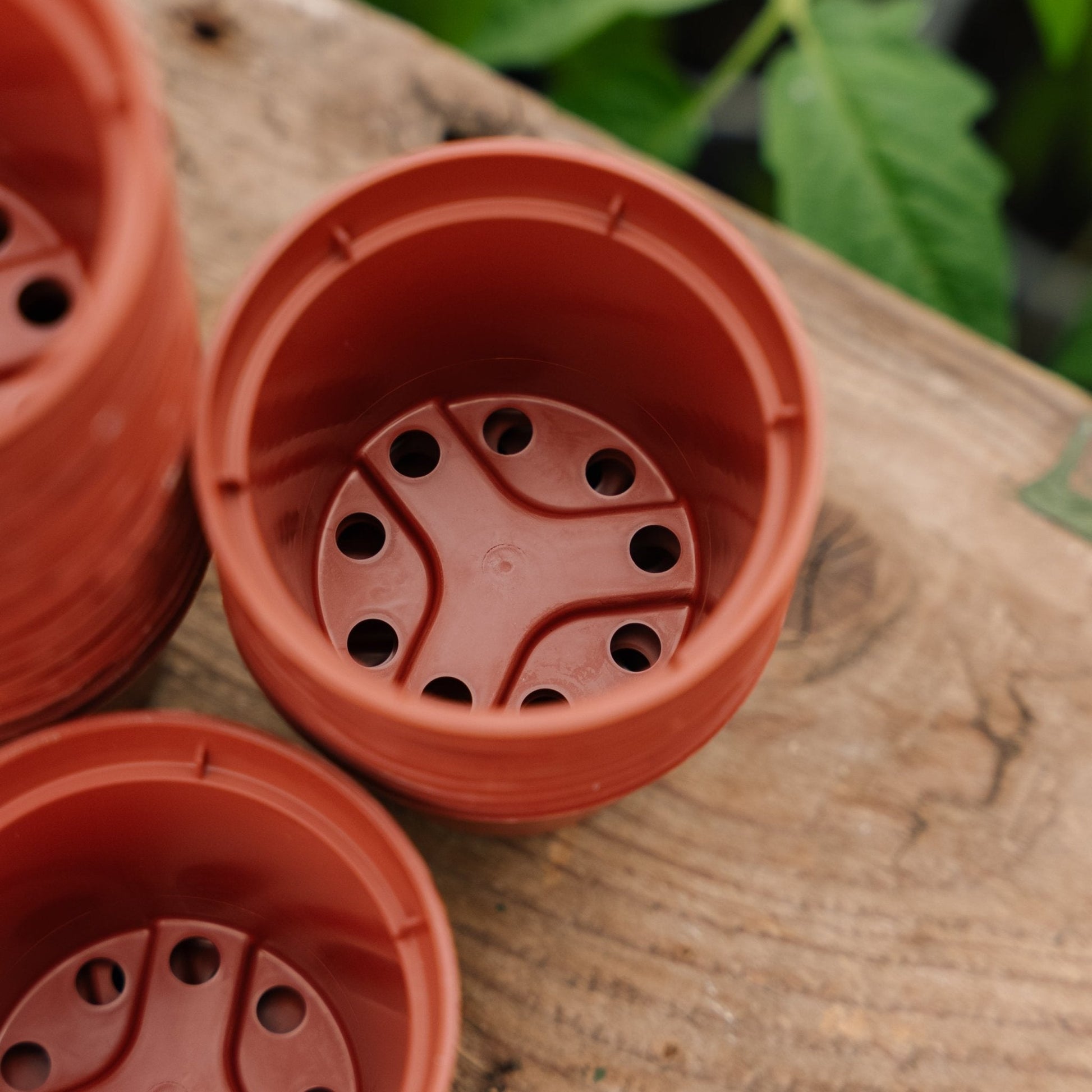 Pots pour plantes 6 cm, 30 pièces