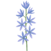 Camassia bulbes