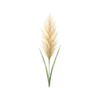 Graines de fleurs