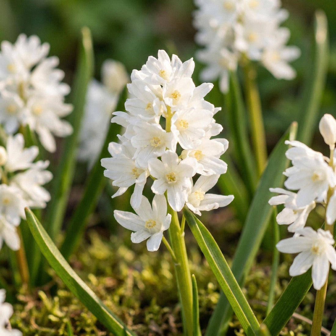 Puschkinia 'Alba'