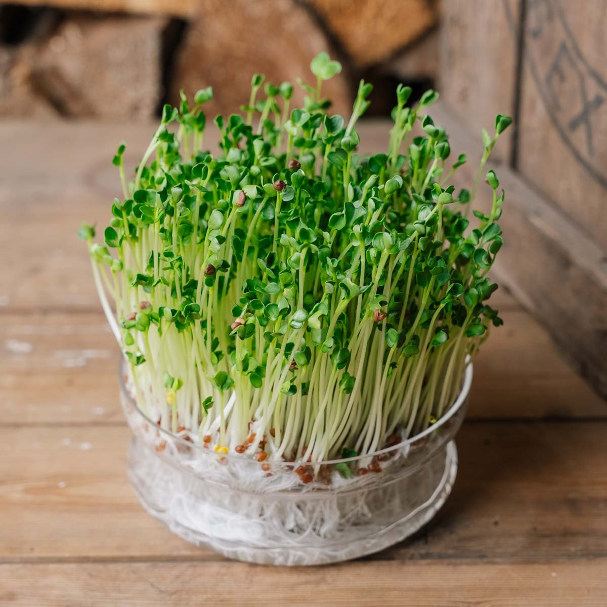 Radise mikrogrønt frø - 800 Økologiske Frø