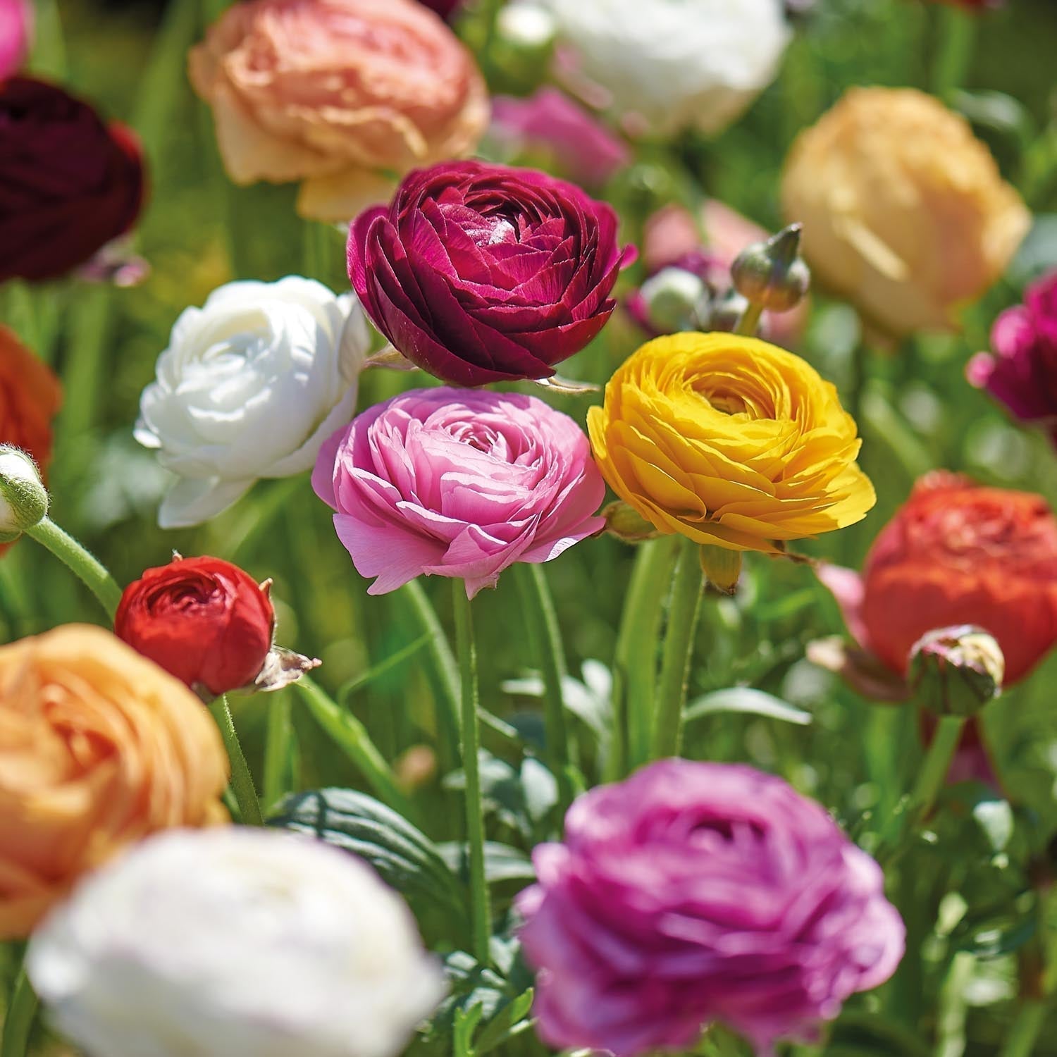 Renoncule, Ranunculus 'Asiaticus'